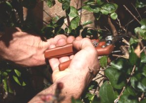 Plant Pruning Horticultural Therapy